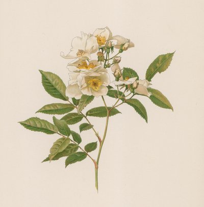 Rosa inglese da English School